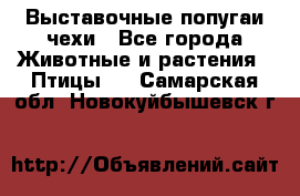 Выставочные попугаи чехи - Все города Животные и растения » Птицы   . Самарская обл.,Новокуйбышевск г.